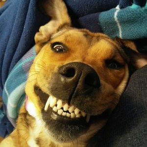 Meet your Posher, Robert